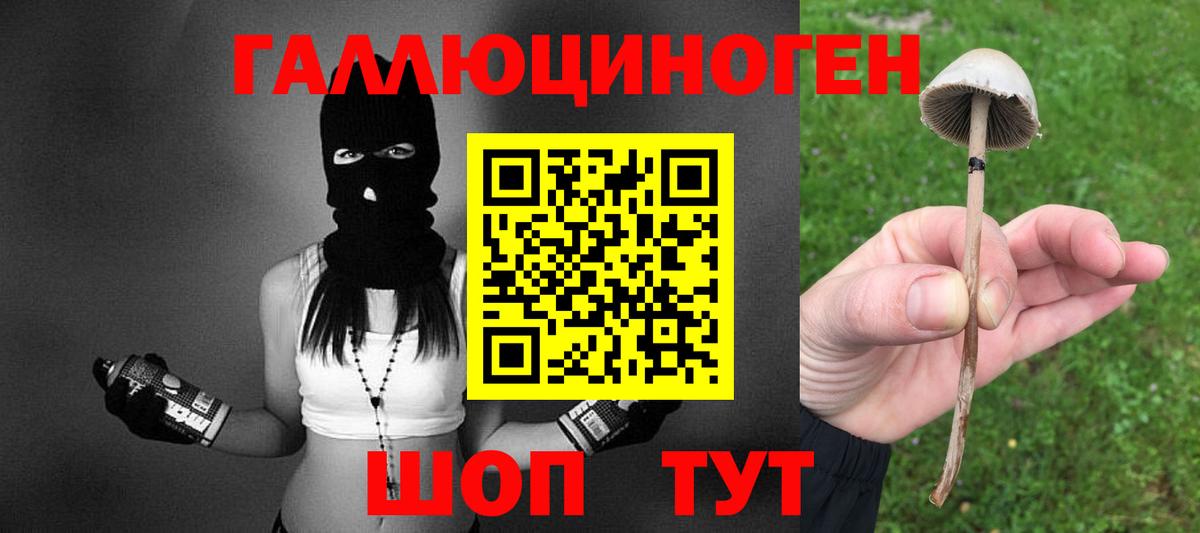 Галлюциногенные грибы Psilocybine cubensis Камышлов